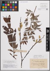 Foto von Salix daphnoides Vill.